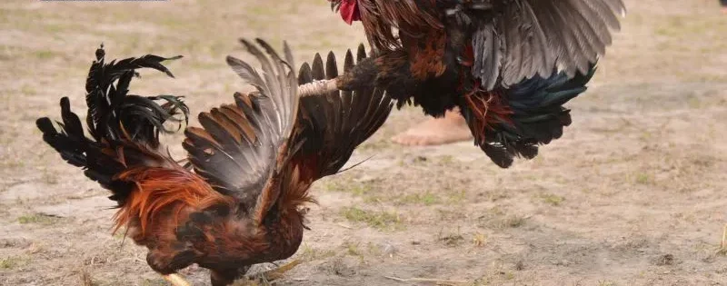 Đá Gà C1 C2 C3 C4 - Cẩm Nang Toàn Diện Cho Người Mới Bắt Đầu 7 Các kèo cược thường gặp tại đá gà c1 c2 c3 c4